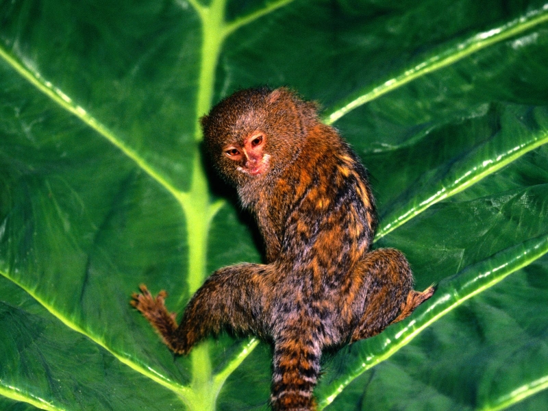 Hanging Out, Pygmy Marmoset