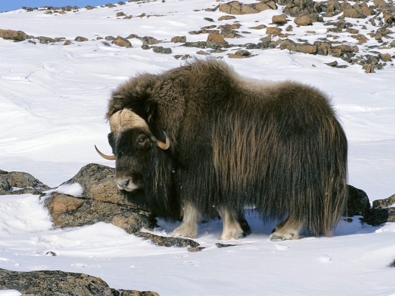 Muskox in Snow Field, Arctic National Wildlife Refuge, Alaska
