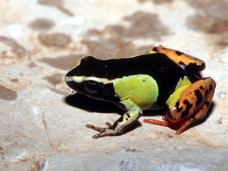 Painted Mantella Frog, Madagascar