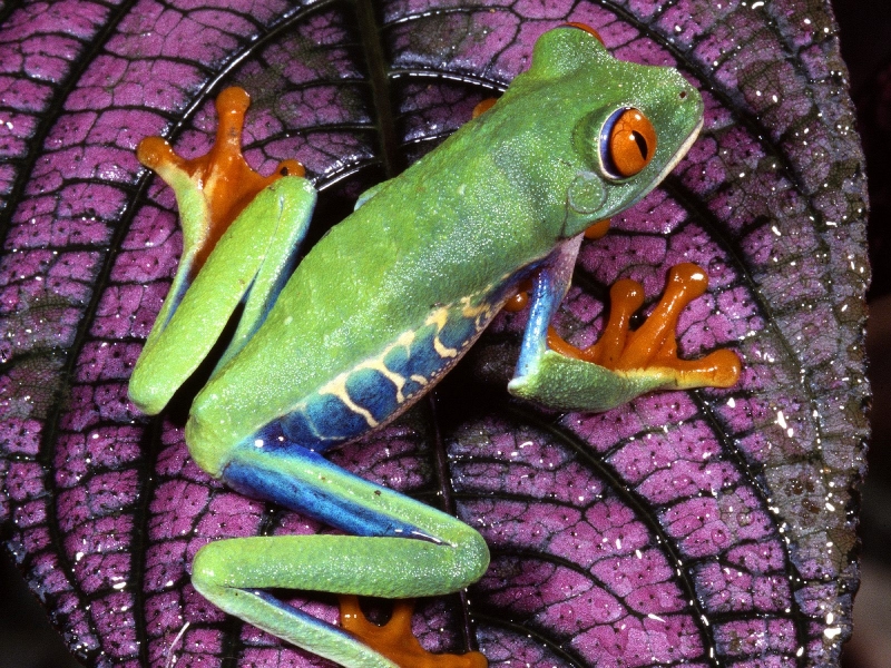 Red-Eyed Tree Frog, Central America