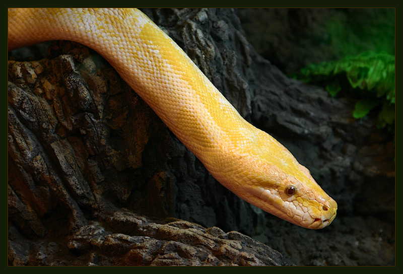 Snake - Gold Piton