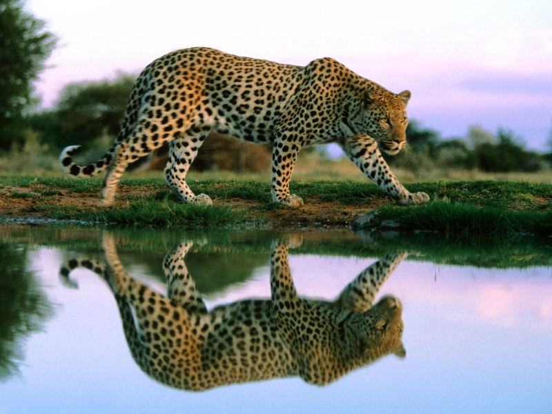 Spotted Reflections, Africa