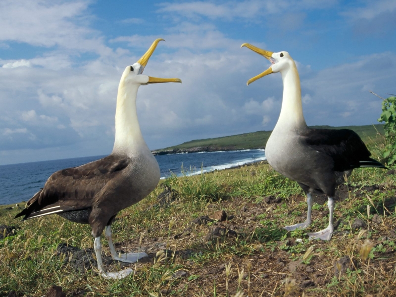 Courtship Display, Waved Albatross, Galapagos