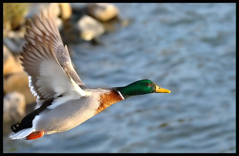 Duckie flying