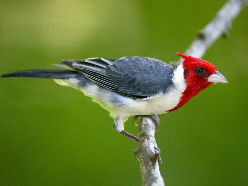 Red-Crested Cardinal, Pantanal, Brazil