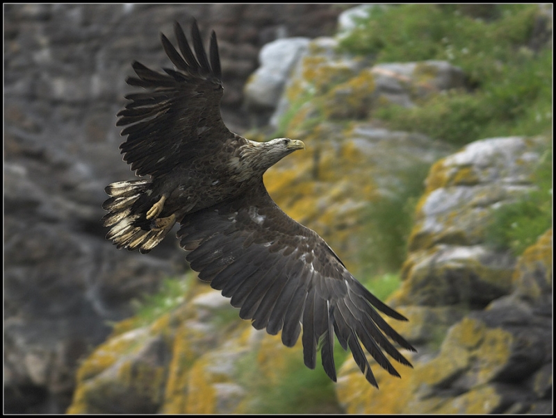 Sea Eagle - Norway
