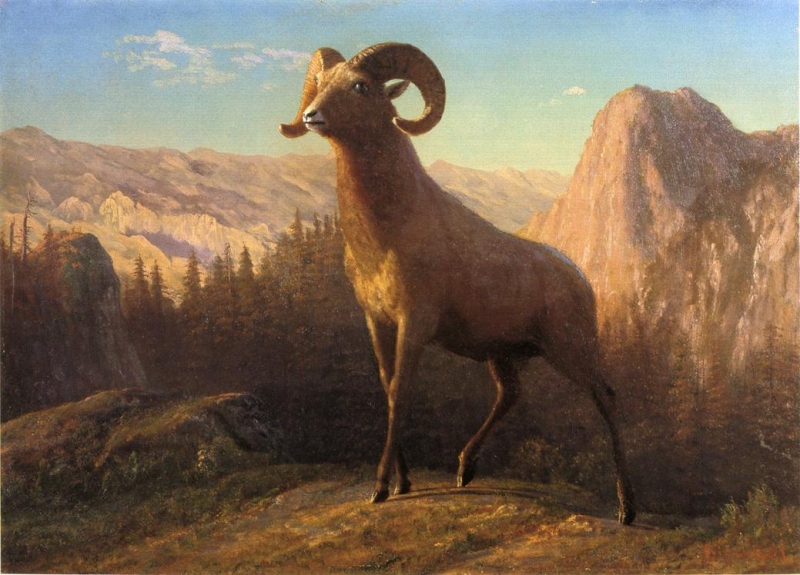 A_Rocky_Mountain_Sheep_Ovis_Montana