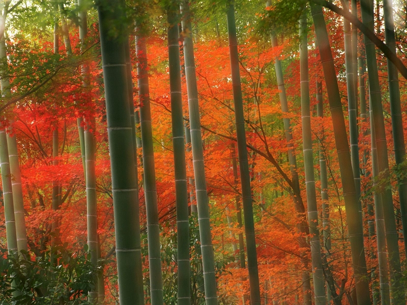 Bamboo Forest, Arashiyama Park, Kyoto, Japan