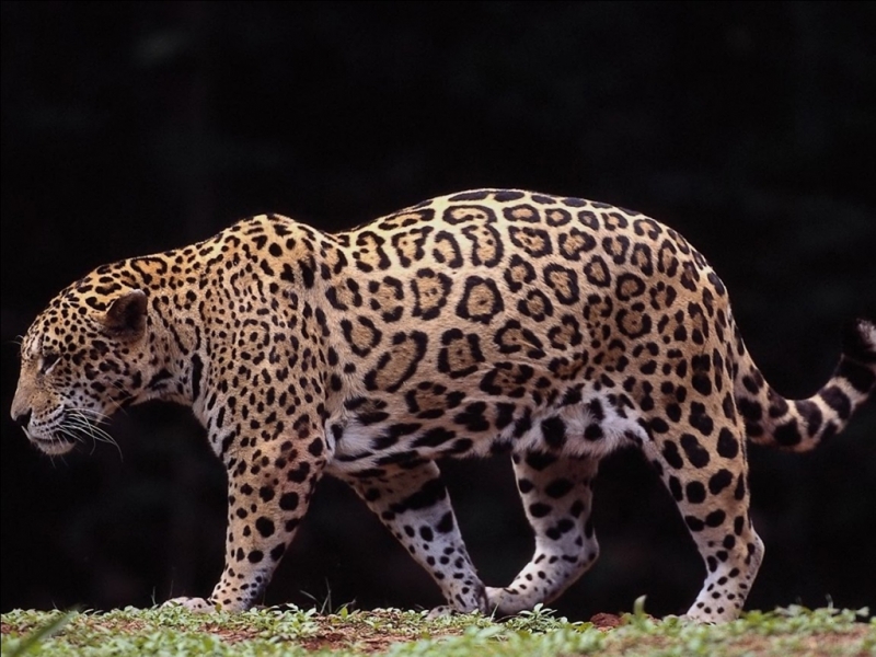 jaguar1024