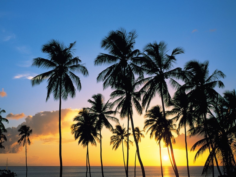 Palm Paradise, St. Lucia