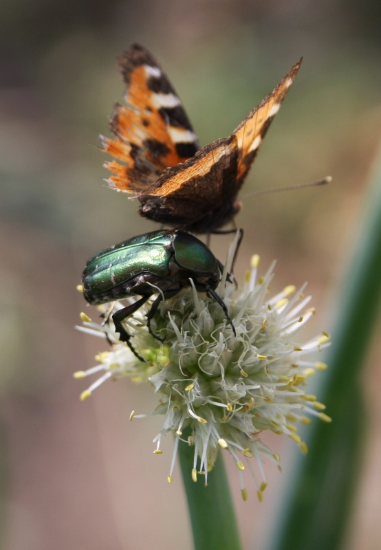 Beetle vs. Butterfly