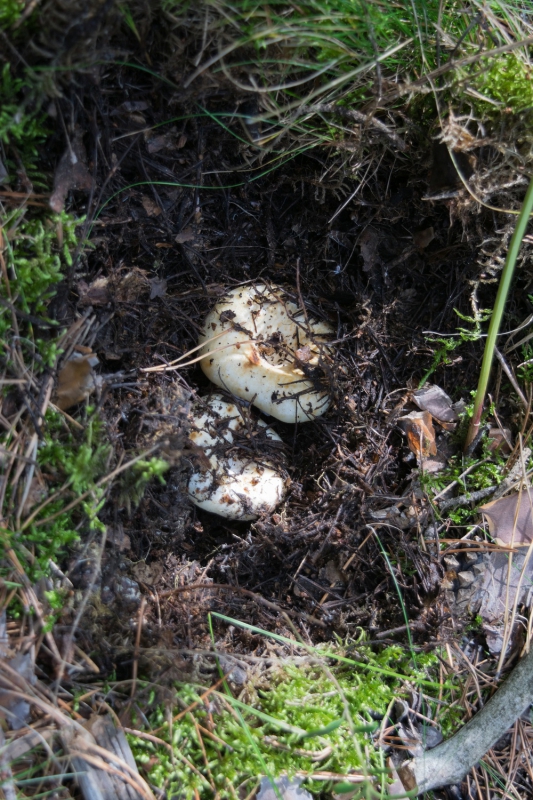 Прячущиеся грибы - белые грузди