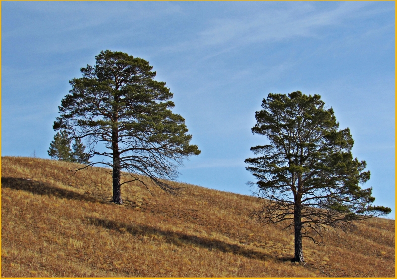 Just pine trees