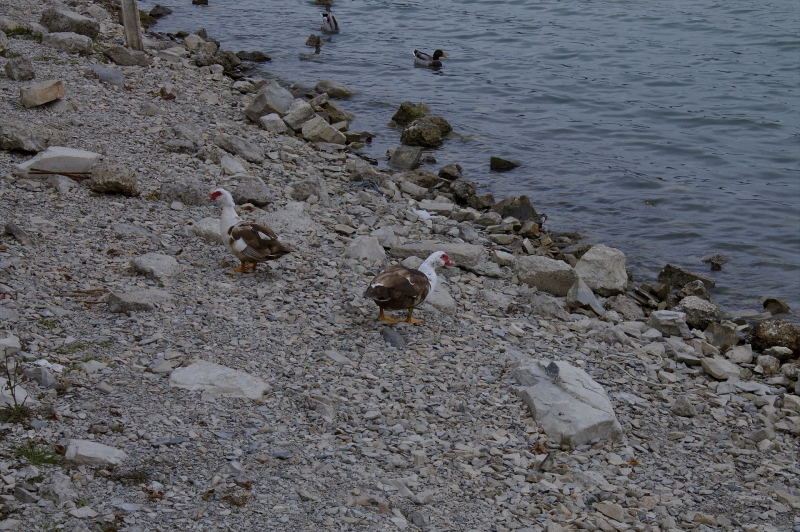 Две суровые мускусные утки на берегу озера Абрау-Дюрсо