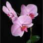Orchids internet photos