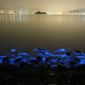 Биолюминесцентный планктон на берегах Гонконга