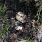 Прячущиеся грибы - белые грузди - Примечательные вещи