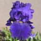  - Irises internet photos