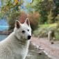  - Husky in Photography