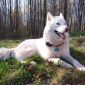 - Husky in Photography